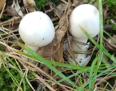 Amanita virosa