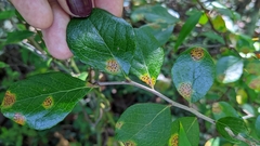 Vaccinium arboreum