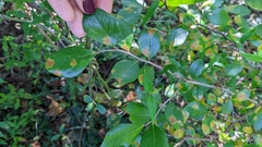 Vaccinium arboreum
