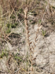 Agropyron dasyanthum