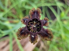 Ferraria crispa