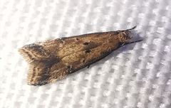 Brachmia blandella