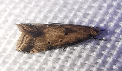 Brachmia blandella