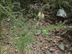 Dalea albiflora