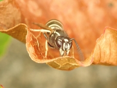 Vespula rufa