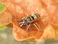 Vespula rufa