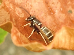 Vespula rufa