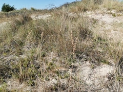 Agropyron dasyanthum