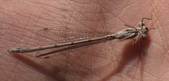 Sympecma paedisca
