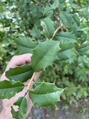 Ilex opaca
