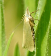 Crambus perlella
