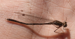 Sympecma paedisca