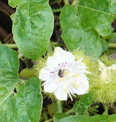 Passiflora foetida
