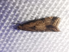 Brachmia blandella