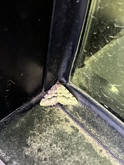 Frederickia s-signata