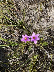 Romulea