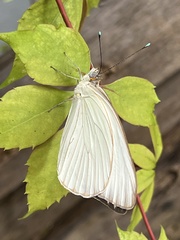 Ascia monuste monuste