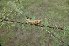 Melanoplus differentialis