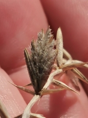 Agropyron dasyanthum