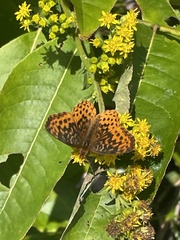 Boloria bellona