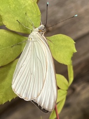 Ascia monuste monuste