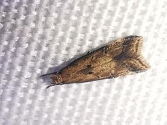 Brachmia blandella