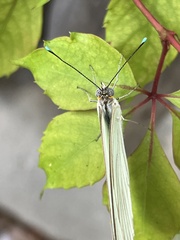 Ascia monuste monuste