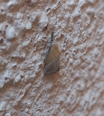 Hypena lividalis