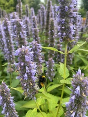 Bombus