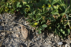Sibbaldia procumbens