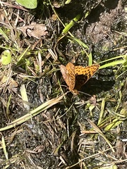Boloria bellona