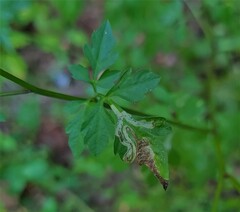 Liriomyza carphephori