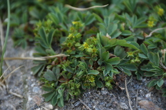 Sibbaldia procumbens