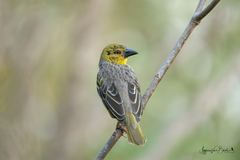Ploceus cucullatus