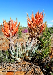 Aloe longistyla