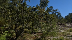 Quercus boyntonii
