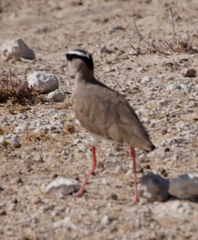 Vanellus coronatus
