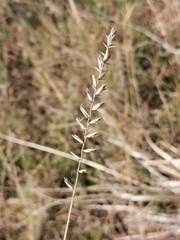 Agropyron dasyanthum