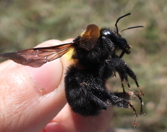 Bombus argillaceus