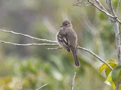 Elaenia parvirostris