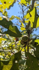 Quercus boyntonii