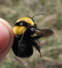 Bombus argillaceus
