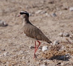 Vanellus coronatus