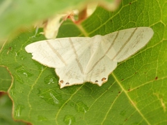 Ourapteryx obtusicauda