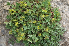 Sibbaldia procumbens