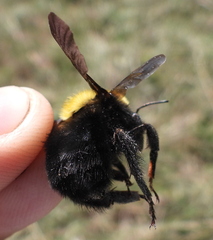 Bombus argillaceus