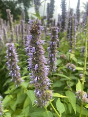 Agastache foeniculum