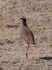 Vanellus coronatus