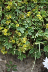 Sibbaldia procumbens