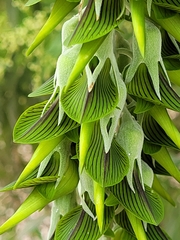 Crotalaria cunninghamii